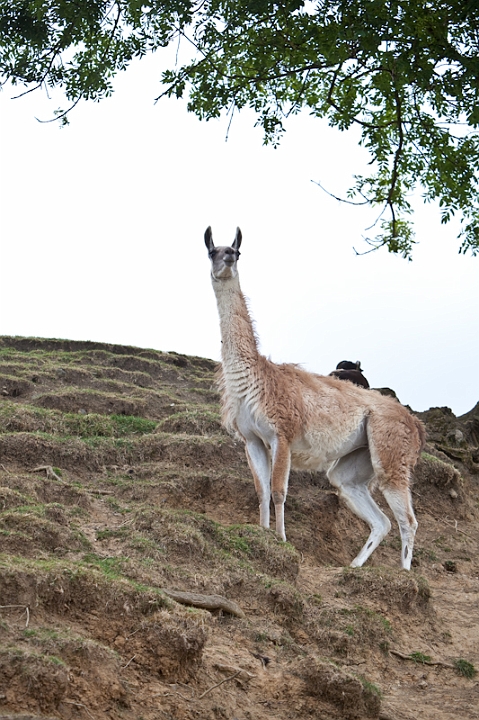 IMG_9738.jpg - ouais LE gros avantage de maubeuge, cette zone de contact avec les guanacos