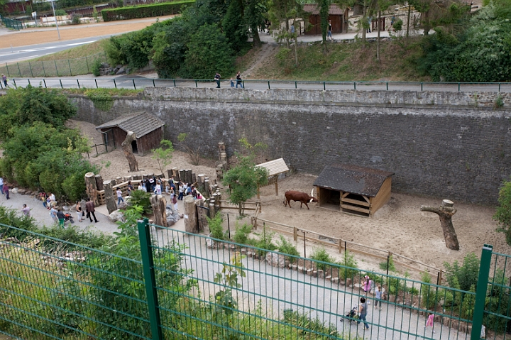 IMG_9794.jpg - les wazutis sont toujours de l'autre coté, un demi cercle a été aménagé pour une meilleur vision