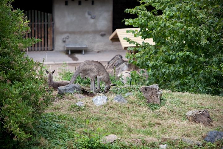IMG_9818.jpg - Voilà les fameux nouveaux locataires (à la place des lynx) , je suis toujours au télé sur le mont des guanacos. parce que cet enclos laisse difficilement découvrir ses hôtes. deux kangourous (au moins un est un male ses attributs bougaient )