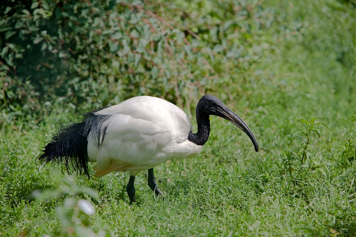IMG_9924.jpg - ibis sacré, c'etait beau le temps ou ils volaient en liberté :)