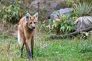 IMG_9992