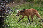 IMG_9996