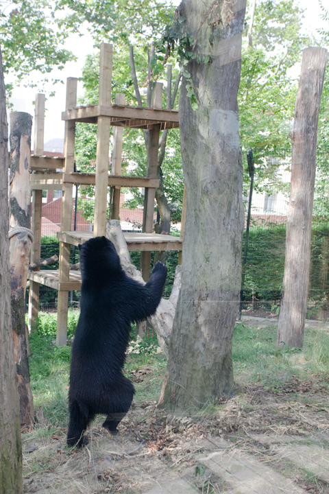 IMG_0188.jpg - Amador, 3 ans (viens de cerza) encore joueur