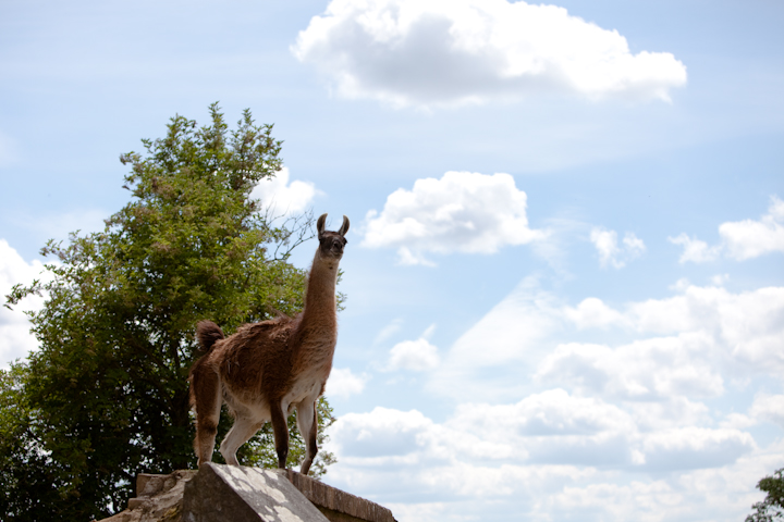 IMG_0399.jpg - Guanacos