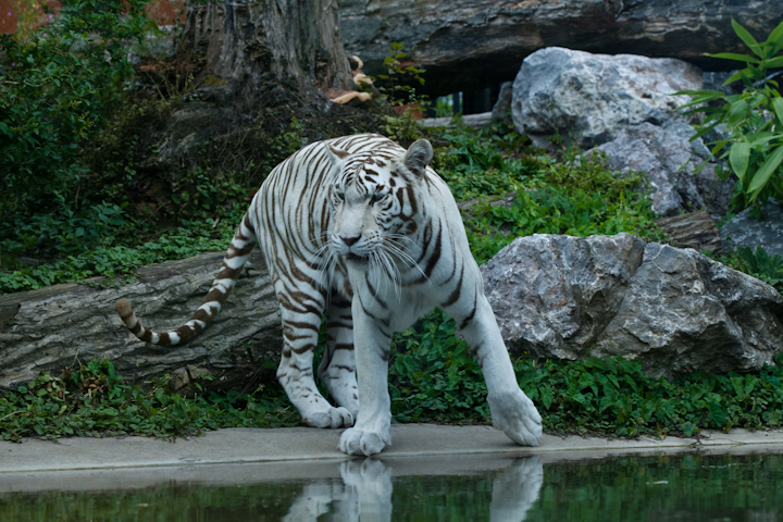 IMG_0547.jpg - tigre blanc