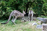 IMG_0382