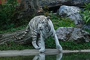 IMG_0547