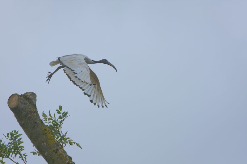IMG_4860.jpg - Ibis en liberté