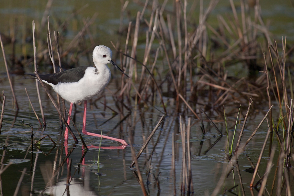 IMG_7780.jpg - Echasse blanche (n'en déplaise à certains, certaines) photos inédites pour moi