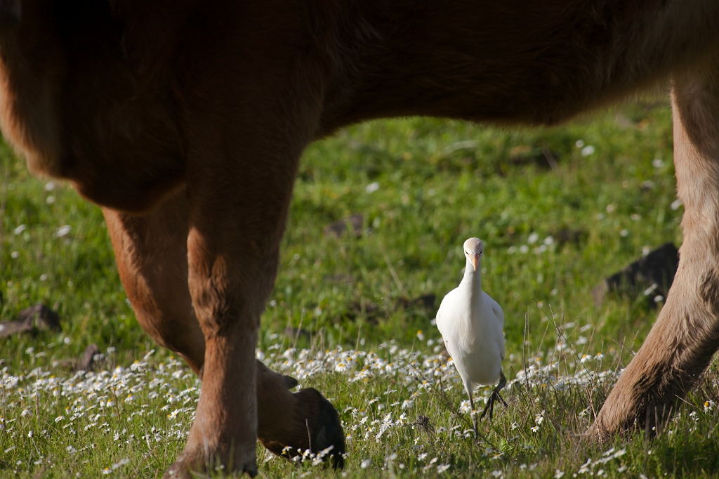 IMG_7851.jpg - héron garde boeuf (il mérite son nom ) :)