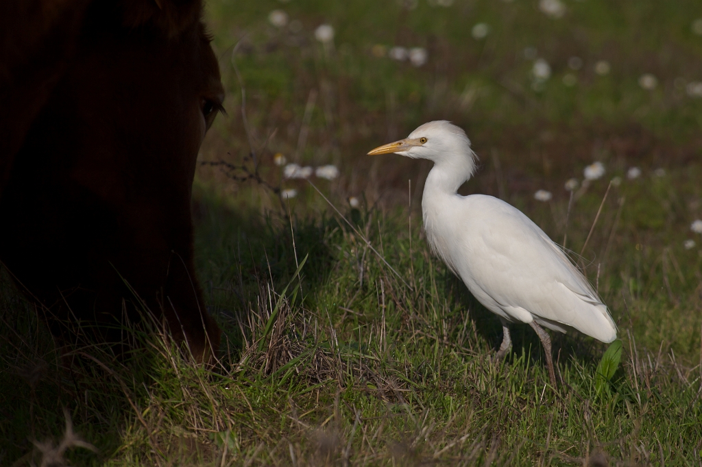IMG_7858.jpg - héron garde boeuf,