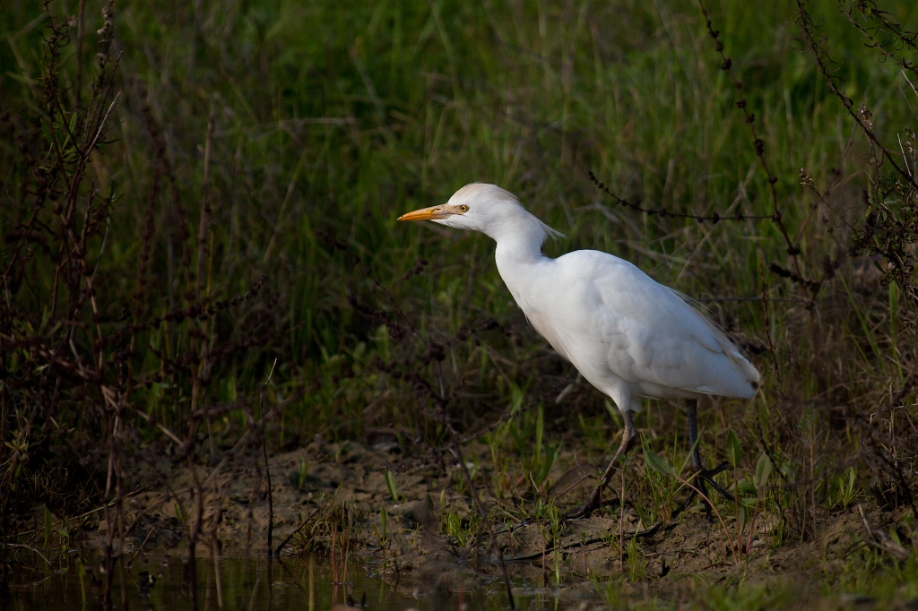IMG_7878.jpg - héron garde boeuf, comme il fait partie de mes animaux préférés il y a pas mal de photos