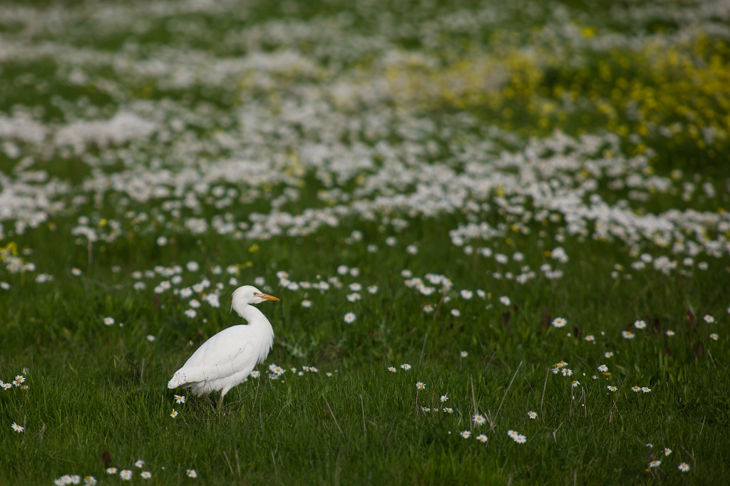 IMG_7885.jpg - héron garde boeuf,