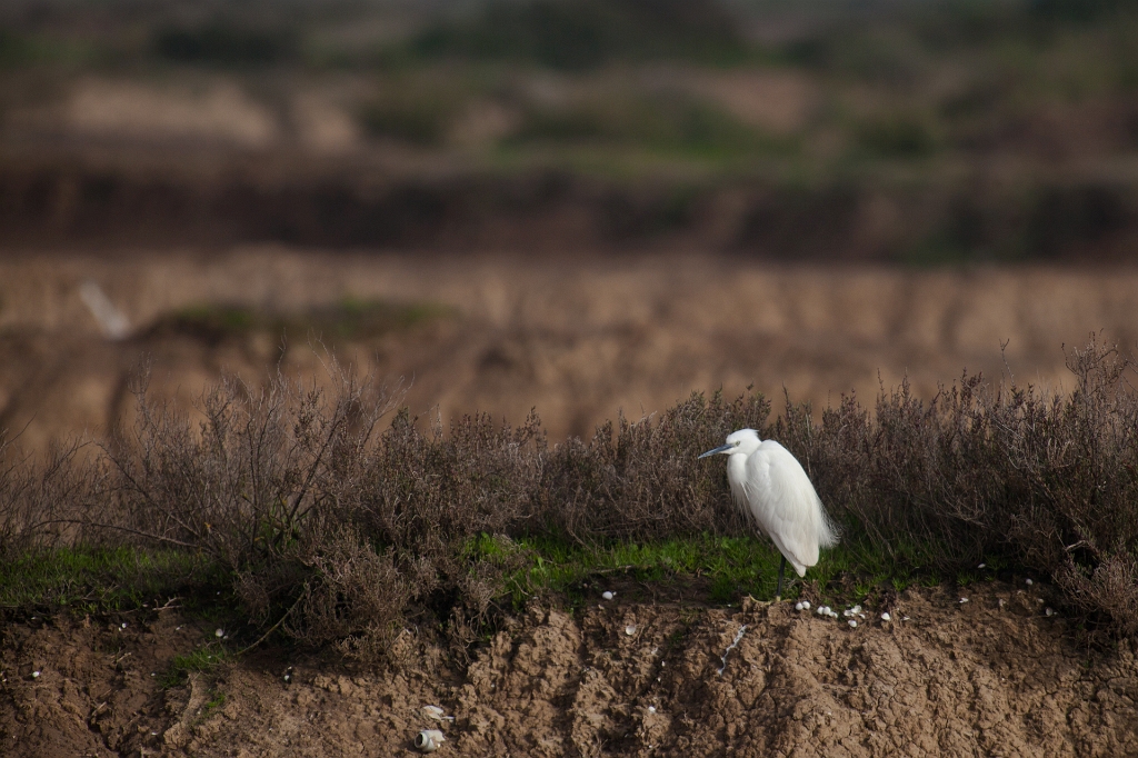 IMG_7887.jpg - héron garde boeuf