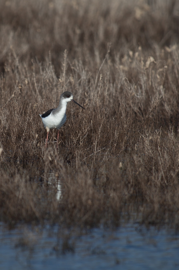 IMG_7965.jpg - Echasse blanche