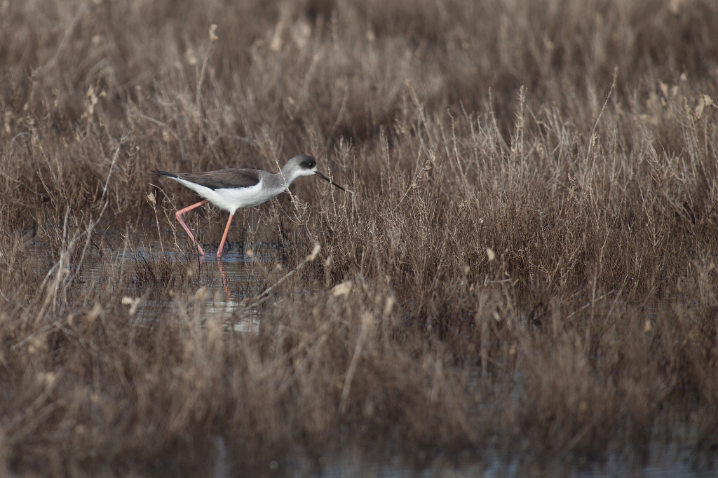 IMG_7972.jpg - echasse blanche