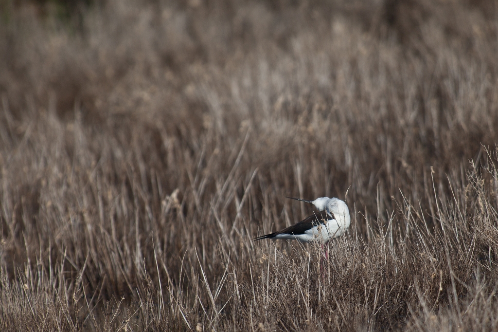 IMG_7983.jpg - echasse blanche