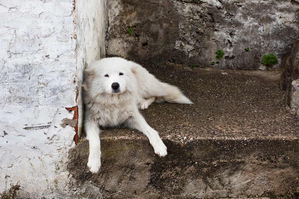 IMG_8105.jpg - chien dans le village des menhirs portuguais :)