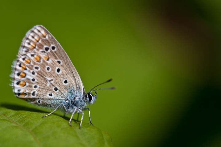 IMG_5309.jpg - azuré