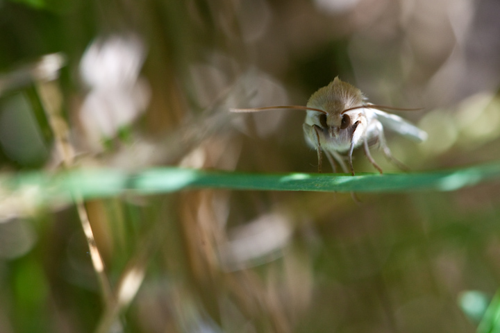 IMG_5313.jpg - Ecaille cramoisie (pas sur à 100%)