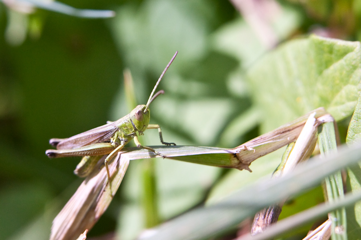 IMG_5336.jpg - criquet