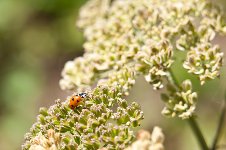 IMG_5352.jpg - coccinelle