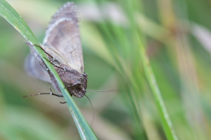IMG_5391.jpg - papillon de nuit ( faudrait le dos pour l'identifier)