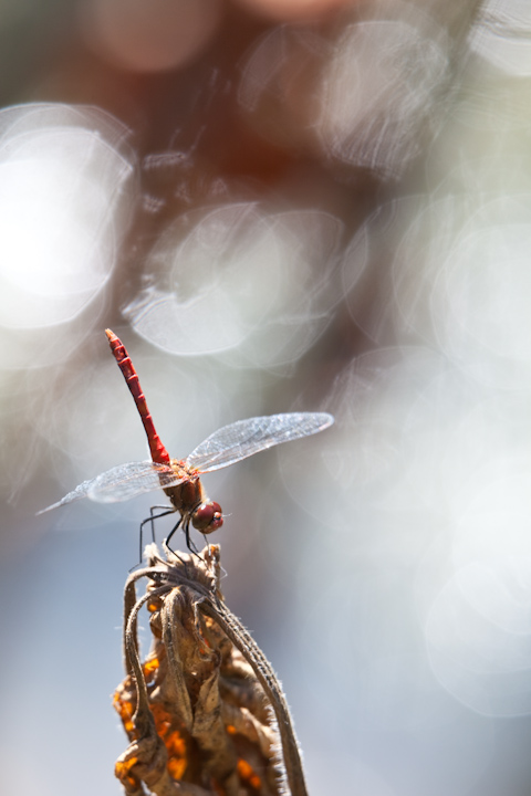 IMG_5425.jpg - Sympetrum commun