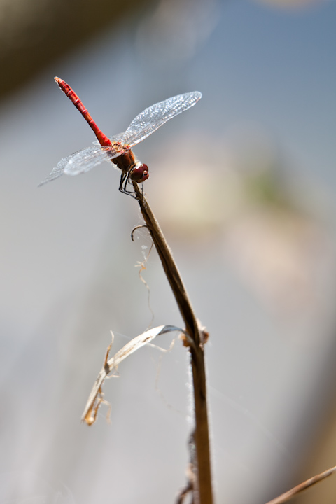 IMG_5432.jpg - Sympetrum commun
