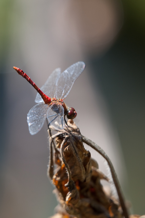 IMG_5452.jpg - Sympetrum commun