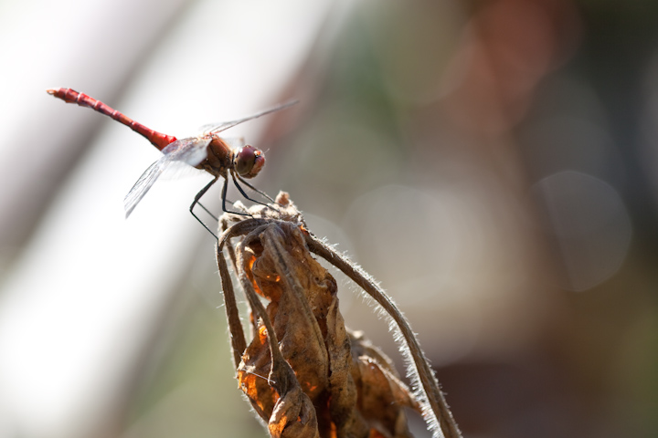 IMG_5458.jpg - Sympetrum commun