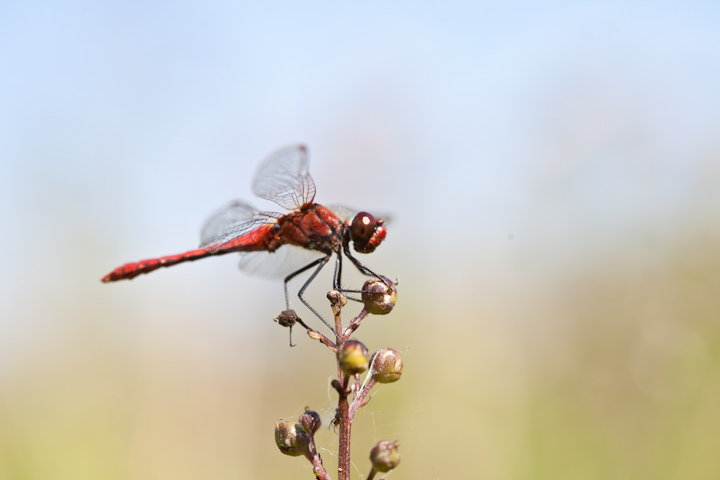 IMG_5488.jpg - Sympetrum commun