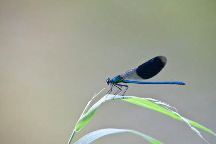 IMG_5510.jpg - Caloptéryx