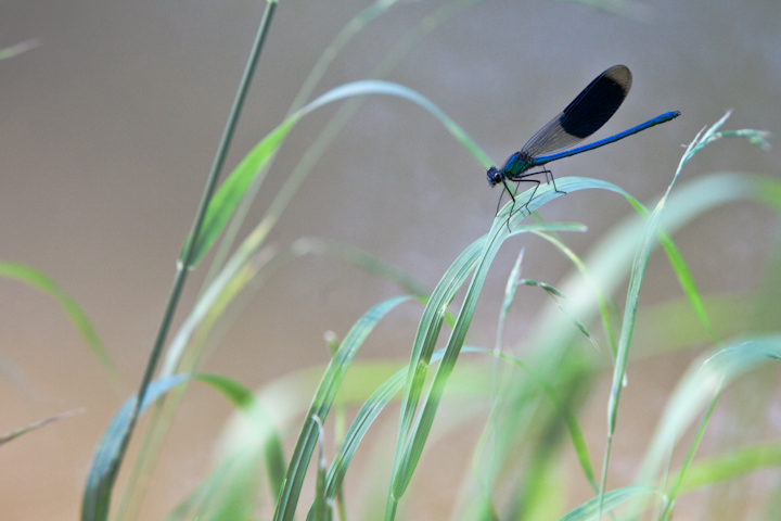 IMG_5529.jpg - Caloptéryx