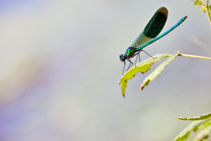 IMG_5544.jpg - Caloptéryx