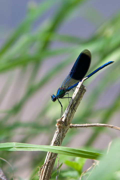 IMG_5578.jpg - Caloptéryx