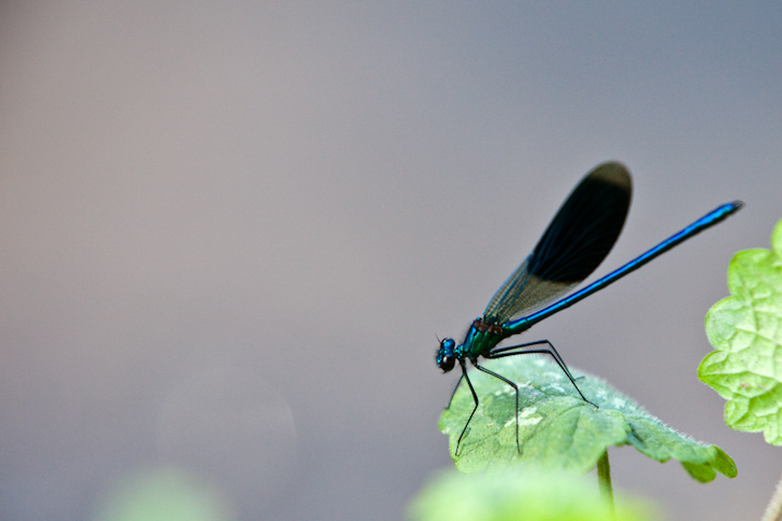 IMG_5604.jpg - Caloptéryx