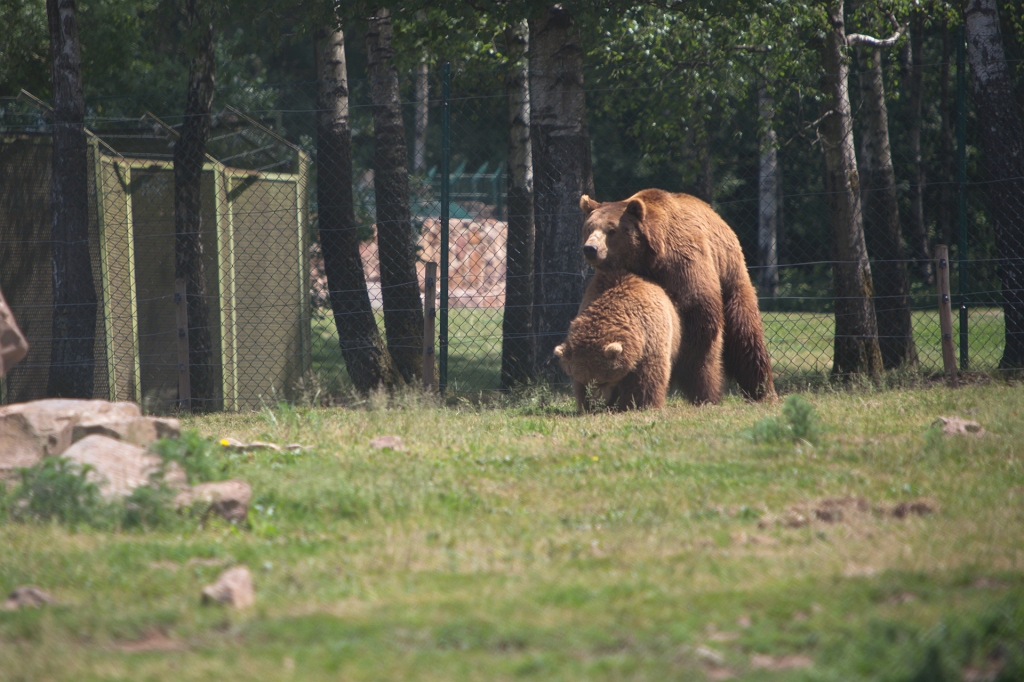 IMG_7242.jpg - Notre ami l'ours brun qui pousse sa compagne vers les pyrénées, sauf qu'l n'y a pas de billets cette année :)