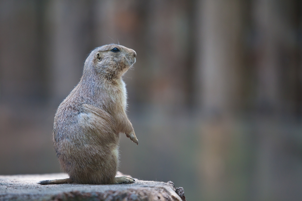 IMG_7271.jpg - Bon classique ...