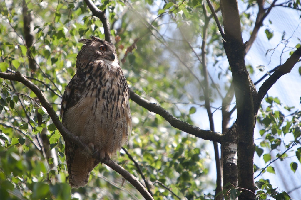 IMG_7340.jpg - la chouetterie ou hibouterie est bien mais c'est le vol volatile que j'ai pu y trouver, me demande si ils mettent tous ceux prévus dans l'affiche.