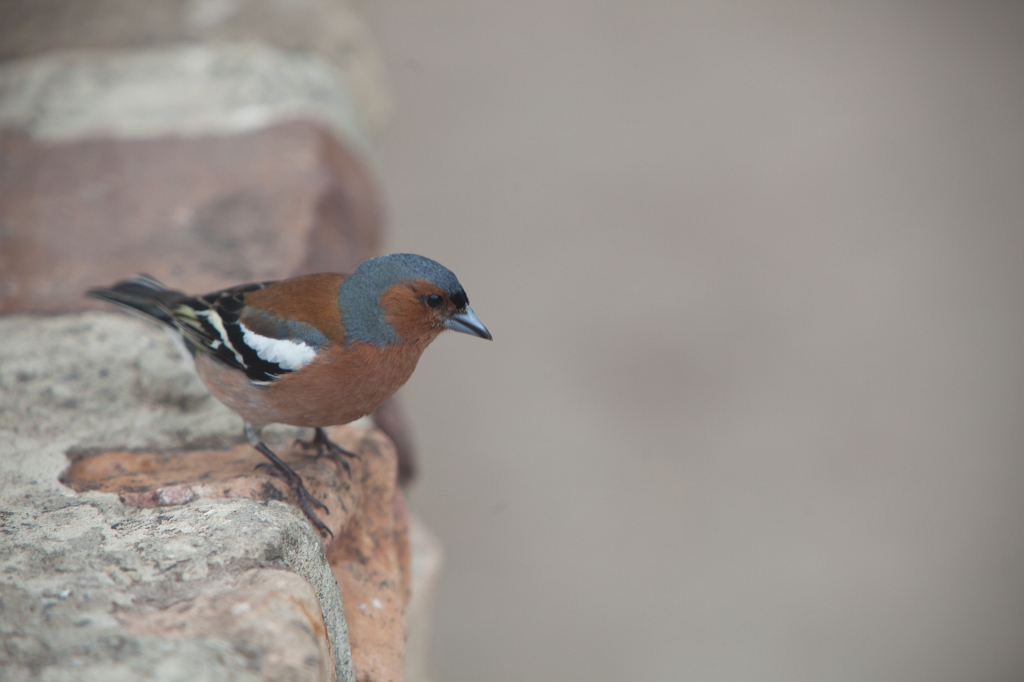 IMG_7686.jpg - bein oui il y a toujours des invités dans les parcs