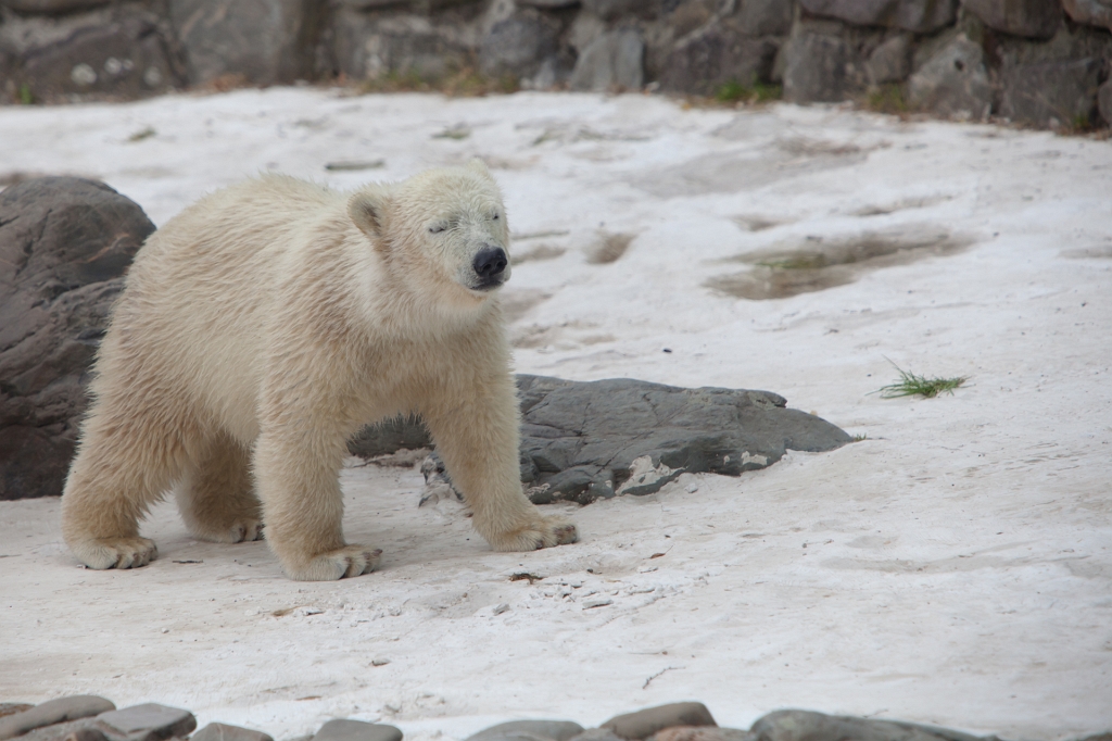 IMG_7709.jpg - classique aussi