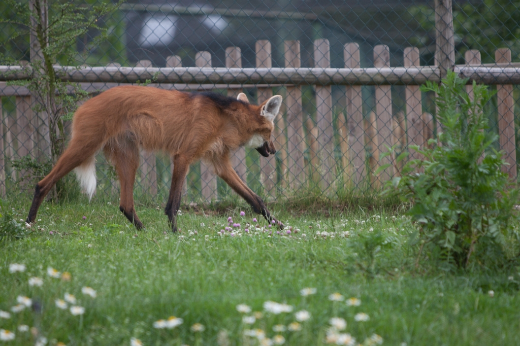 IMG_7816.jpg - loups à crinière, je ne savais même pas qu'il y en avait au monde sauvage, faut passer avec le train pour les voir ou aller jouer avec les enfants dans l'aire de jeu ...