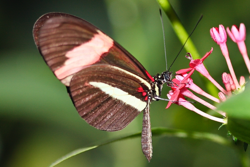 IMG_7012.jpg - costa rica héliconius sara