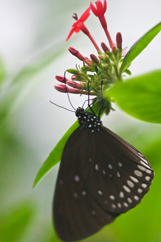 IMG_7015.jpg - Asiatique je pense : nymphalidae Tirumala sptentrionis