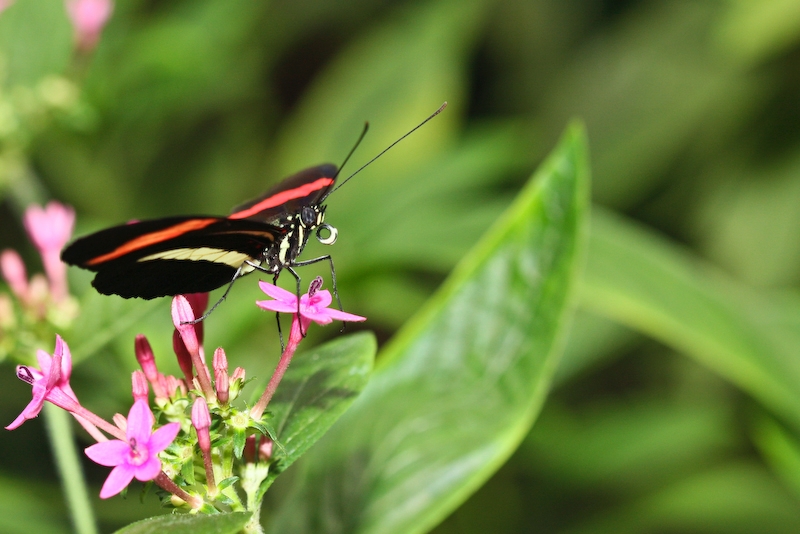 IMG_7057.jpg - costa rica héliconius sara