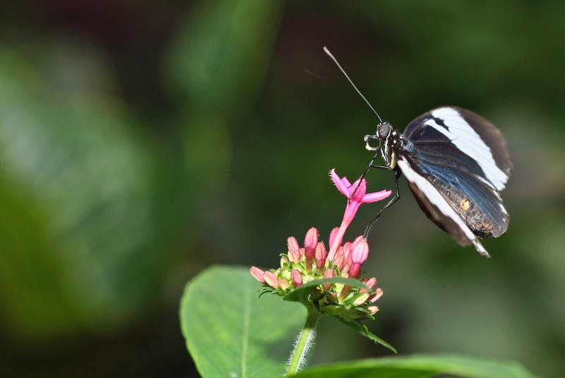 IMG_7061.jpg - heliconius cydno costa rica