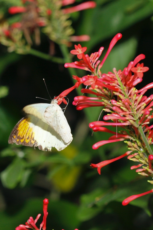 IMG_7066.jpg - pieride (africain ou des philippines )