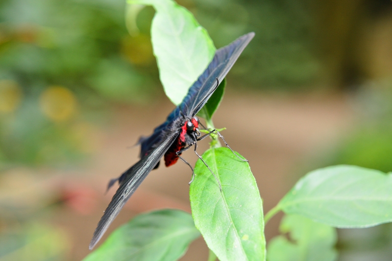 IMG_7115.jpg - paride photinus - papilionidae - costa rica