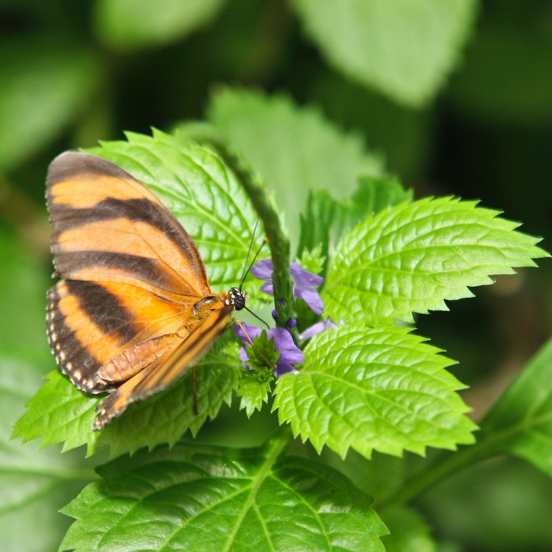 IMG_7126.jpg - dryadula phaetusa -helicnidae- costa rica